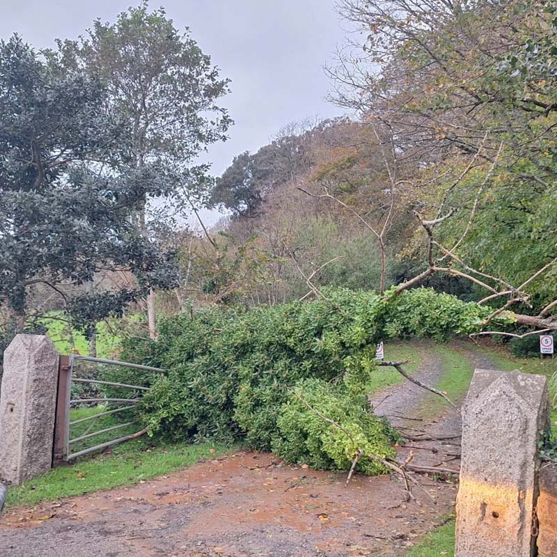 Emergency Tree Surgeon Cornwall