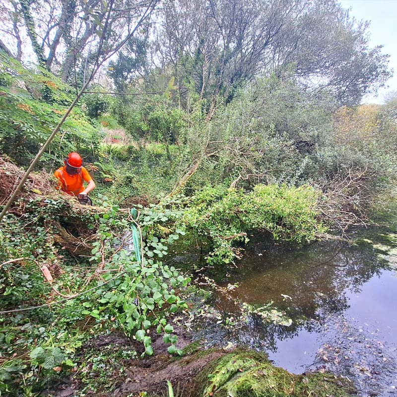 Emergency Tree Work