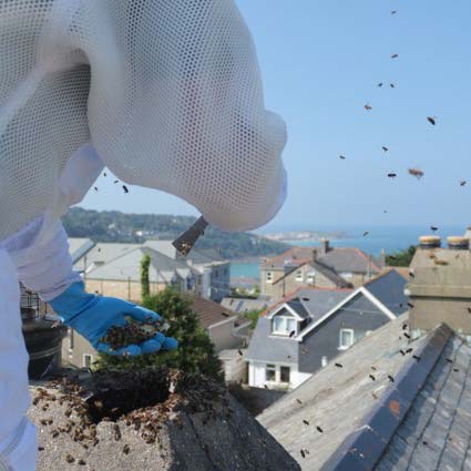 Removing Bees Hayle, Cornwall