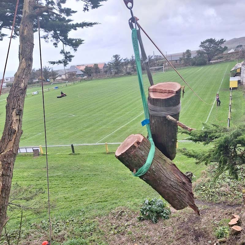 Tree Surgery Hayle, Cornwall